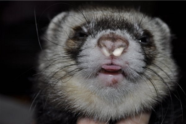 Хвороби тхорів: симптоми, лікування, профілактика