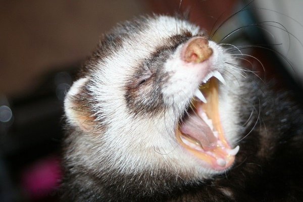 Хвороби тхорів: симптоми, лікування, профілактика