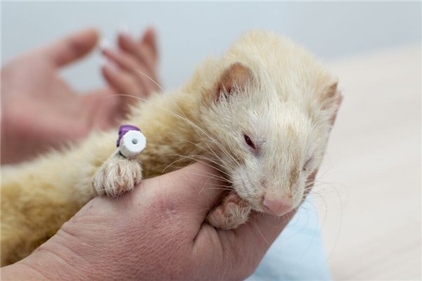 Хвороби тхорів: симптоми, лікування, профілактика