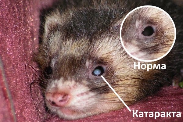 Хвороби тхорів: симптоми, лікування, профілактика