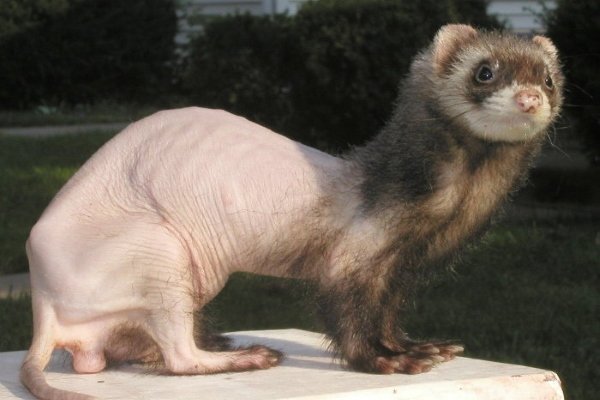 Хвороби тхорів: симптоми, лікування, профілактика