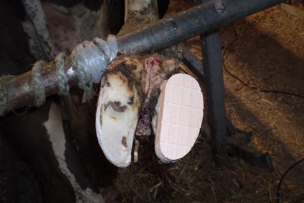 Хвороби ратиць у корів: опис симптомів, причин, лікування, профілактики