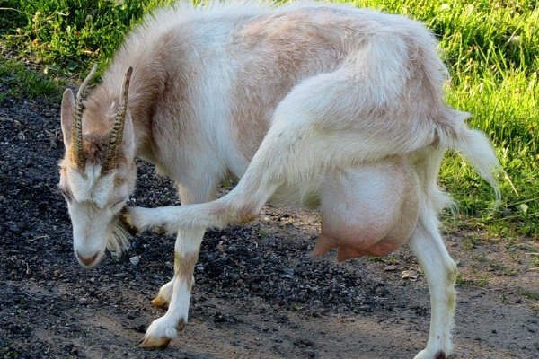 Хвороби кіз: інфекційні та паразитарні неінфекційні