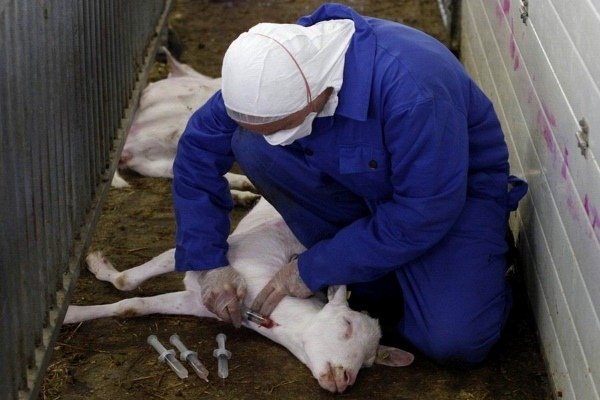 Хвороби кіз: інфекційні та паразитарні неінфекційні