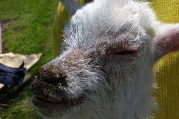 Хвороби кіз: інфекційні та паразитарні неінфекційні