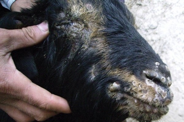 Хвороби кіз: інфекційні та паразитарні неінфекційні