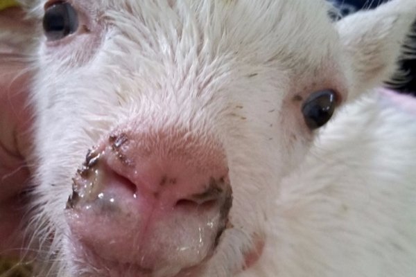 Хвороби кіз: інфекційні та паразитарні неінфекційні