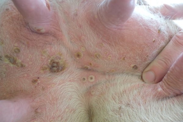 Хвороби кіз: інфекційні та паразитарні неінфекційні