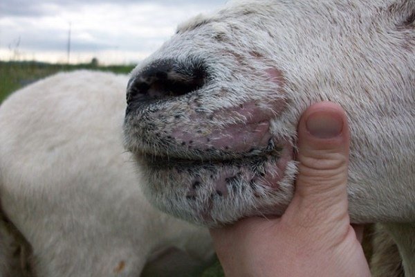 Хвороби кіз: інфекційні та паразитарні неінфекційні