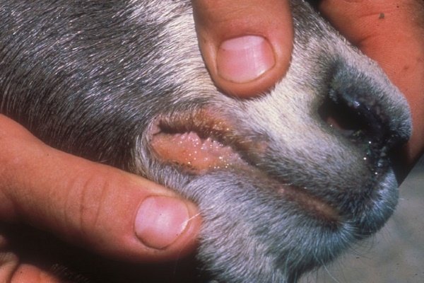 Хвороби кіз: інфекційні та паразитарні неінфекційні