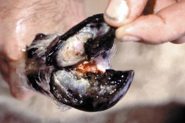 Хвороби кіз: інфекційні та паразитарні неінфекційні