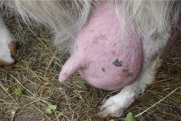 Хвороби кіз: інфекційні та паразитарні неінфекційні