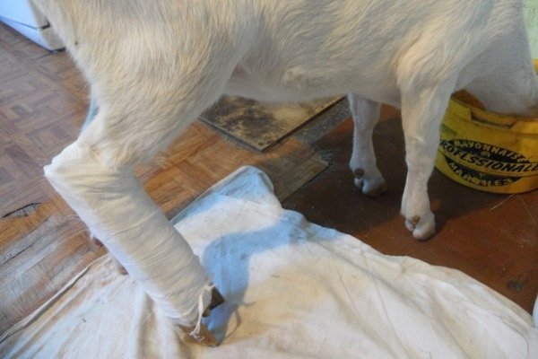 Хвороби кіз: інфекційні та паразитарні неінфекційні