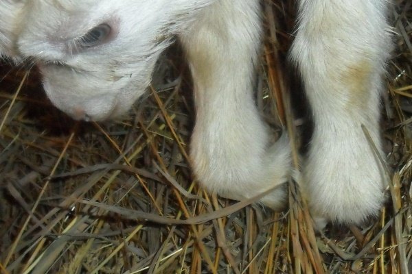 Хвороби кіз: інфекційні та паразитарні неінфекційні