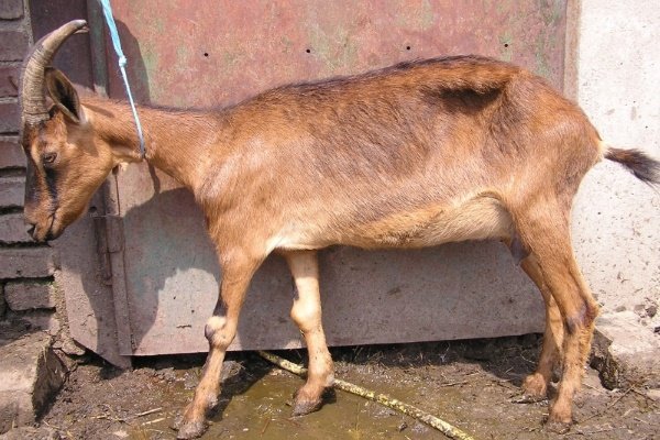 Хвороби кіз: інфекційні та паразитарні неінфекційні