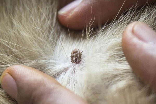 Хвороби кіз: інфекційні та паразитарні неінфекційні