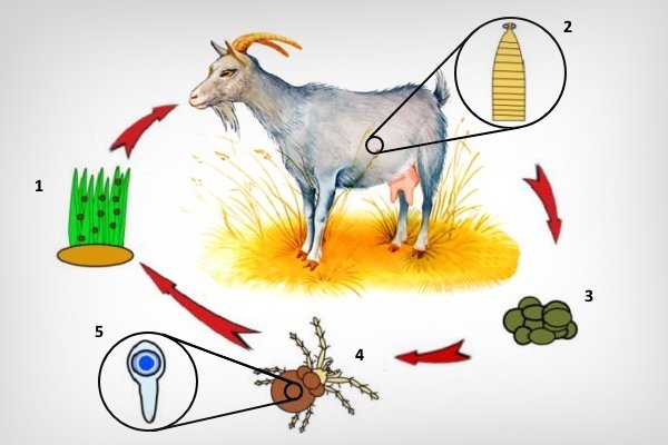 Хвороби кіз: інфекційні та паразитарні неінфекційні