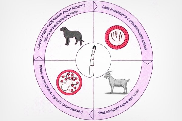 Хвороби кіз: інфекційні та паразитарні неінфекційні