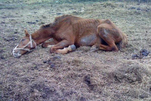 Хвороби коня: симптоми, лікування та профілактика Хвороби коня: симптоми, лікування та профілактика