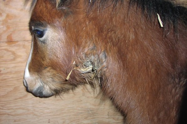 Хвороби коня: симптоми, лікування та профілактика Хвороби коня: симптоми, лікування та профілактика