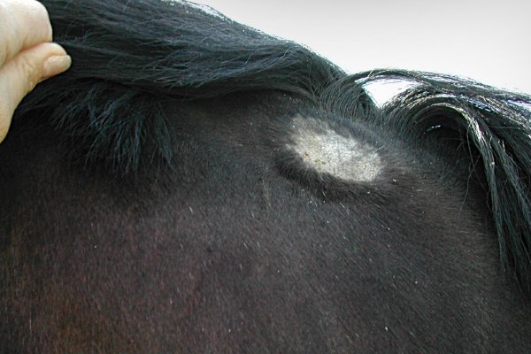 Хвороби коня: симптоми, лікування та профілактика Хвороби коня: симптоми, лікування та профілактика