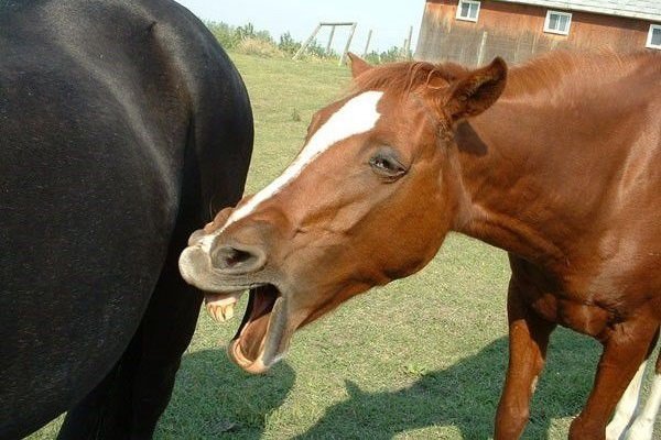 Хвороби коня: симптоми, лікування та профілактика Хвороби коня: симптоми, лікування та профілактика
