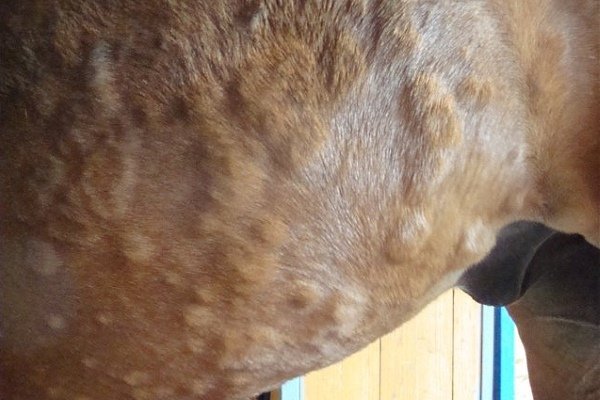 Хвороби коня: симптоми, лікування та профілактика Хвороби коня: симптоми, лікування та профілактика