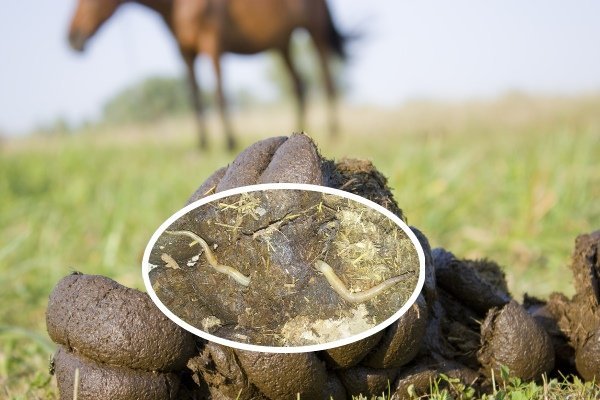 Хвороби коня: симптоми, лікування та профілактика Хвороби коня: симптоми, лікування та профілактика