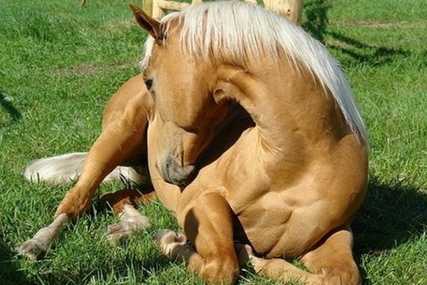 Хвороби коня: симптоми, лікування та профілактика Хвороби коня: симптоми, лікування та профілактика