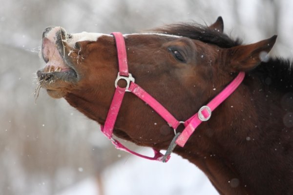 Хвороби коня: симптоми, лікування та профілактика Хвороби коня: симптоми, лікування та профілактика