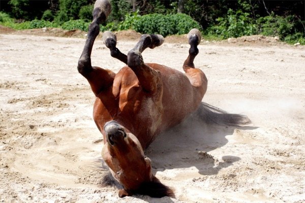 Хвороби коня: симптоми, лікування та профілактика Хвороби коня: симптоми, лікування та профілактика