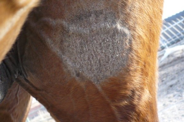 Хвороби коня: симптоми, лікування та профілактика Хвороби коня: симптоми, лікування та профілактика