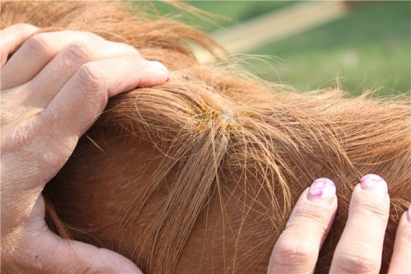 Хвороби коня: симптоми, лікування та профілактика Хвороби коня: симптоми, лікування та профілактика