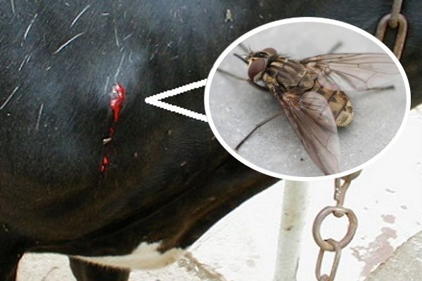 Хвороби коня: симптоми, лікування та профілактика Хвороби коня: симптоми, лікування та профілактика