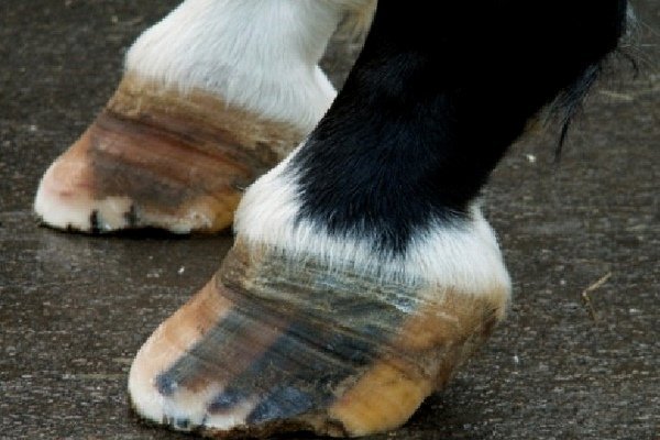 Хвороби коня: симптоми, лікування та профілактика Хвороби коня: симптоми, лікування та профілактика