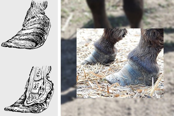 Хвороби коня: симптоми, лікування та профілактика Хвороби коня: симптоми, лікування та профілактика