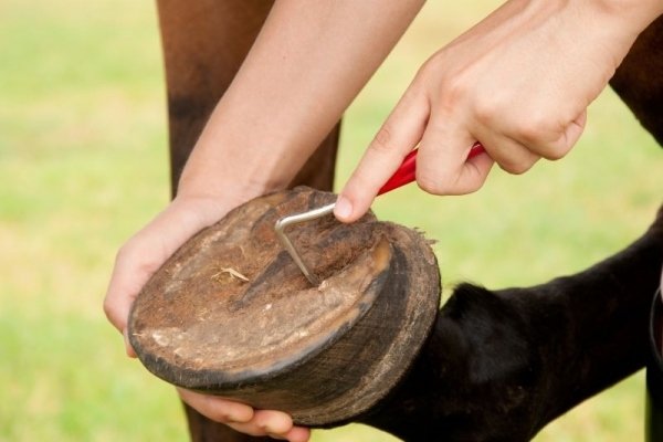Хвороби коня: симптоми, лікування та профілактика Хвороби коня: симптоми, лікування та профілактика