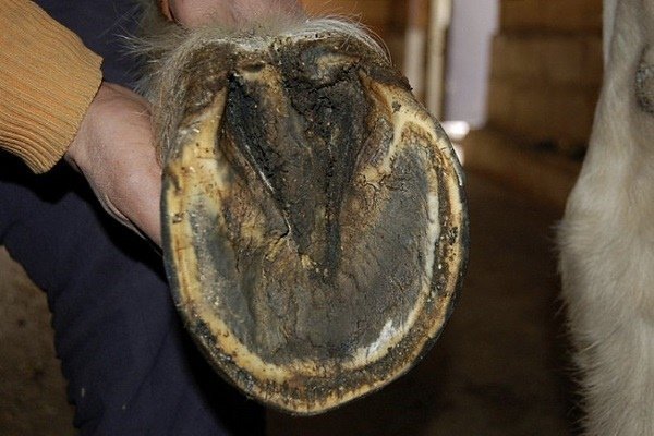 Хвороби коня: симптоми, лікування та профілактика Хвороби коня: симптоми, лікування та профілактика