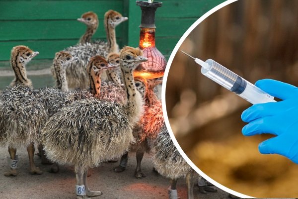 Хвороби страусів: симптоми, лікування та профілактика Хвороби страусів: симптоми, лікування та профілактика