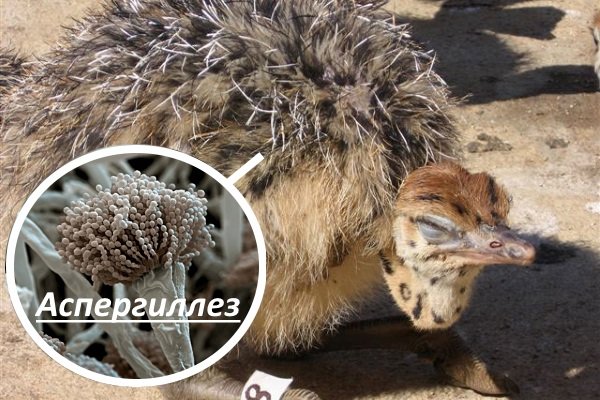 Хвороби страусів: симптоми, лікування та профілактика Хвороби страусів: симптоми, лікування та профілактика