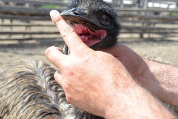 Хвороби страусів: симптоми, лікування та профілактика Хвороби страусів: симптоми, лікування та профілактика