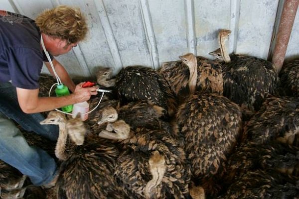 Хвороби страусів: симптоми, лікування та профілактика Хвороби страусів: симптоми, лікування та профілактика