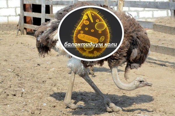 Хвороби страусів: симптоми, лікування та профілактика Хвороби страусів: симптоми, лікування та профілактика