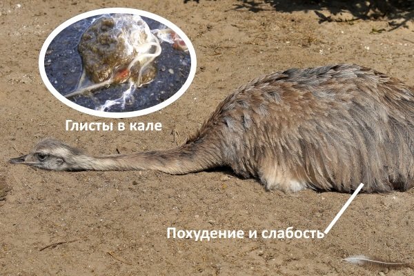 Хвороби страусів: симптоми, лікування та профілактика Хвороби страусів: симптоми, лікування та профілактика