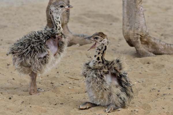 Хвороби страусів: симптоми, лікування та профілактика Хвороби страусів: симптоми, лікування та профілактика