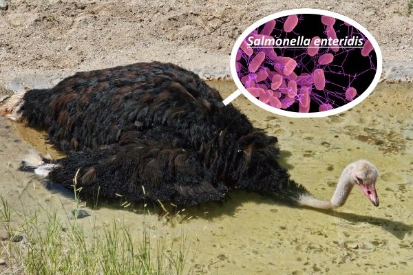 Хвороби страусів: симптоми, лікування та профілактика Хвороби страусів: симптоми, лікування та профілактика