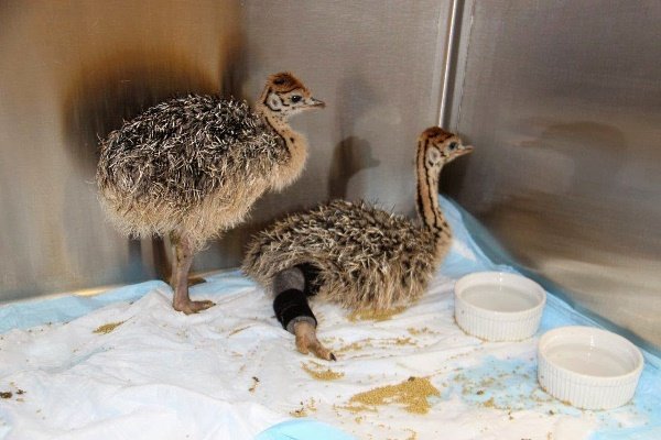 Хвороби страусів: симптоми, лікування та профілактика Хвороби страусів: симптоми, лікування та профілактика