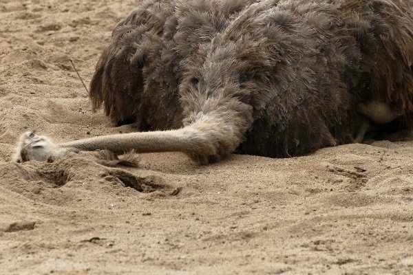 Хвороби страусів: симптоми, лікування та профілактика Хвороби страусів: симптоми, лікування та профілактика