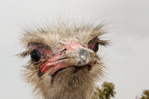 Хвороби страусів: симптоми, лікування та профілактика Хвороби страусів: симптоми, лікування та профілактика