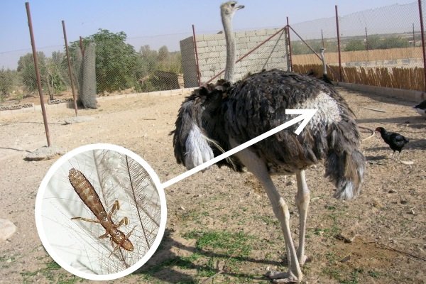 Хвороби страусів: симптоми, лікування та профілактика Хвороби страусів: симптоми, лікування та профілактика
